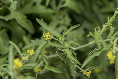 Sisymbrium officinale