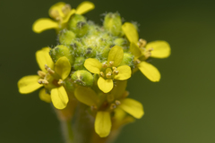 Sisymbrium officinale