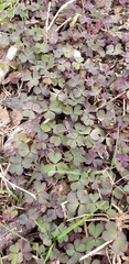 Oxalis corniculata