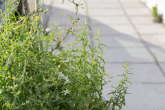 Sisymbrium officinale