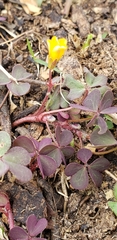 Oxalis corniculata