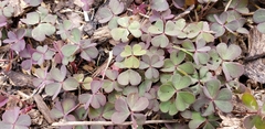 Oxalis corniculata