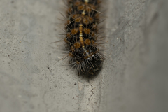 Euplagia quadripunctaria