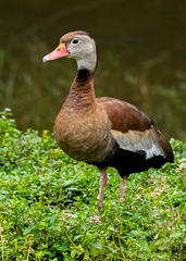 Dendrocygna autumnalis