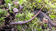 Nototriton barbouri