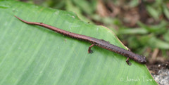 Nototriton barbouri