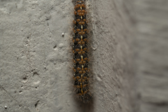 Euplagia quadripunctaria