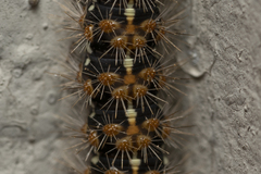 Euplagia quadripunctaria