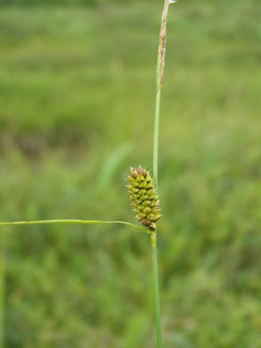 Carex rotundata iNat (2)