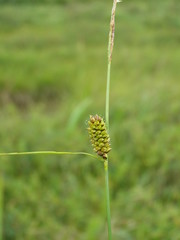 Carex rotundata
