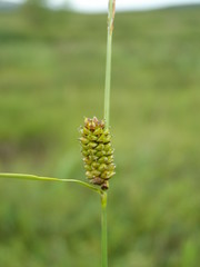 Carex rotundata