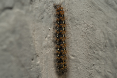 Euplagia quadripunctaria