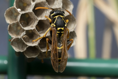 Polistes