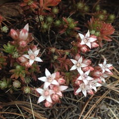 Sedum goldmanii