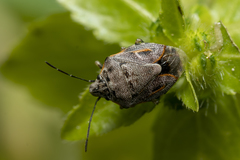 Holcogaster fibulata