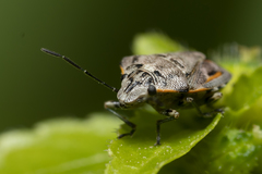 Holcogaster fibulata