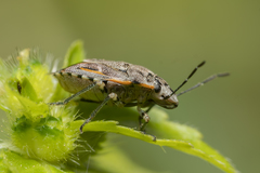 Holcogaster fibulata