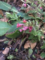Pulmonaria rubra