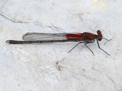 Hetaerina calverti