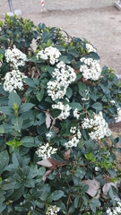 Viburnum tinus