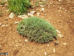 Acantholimon libanoticum