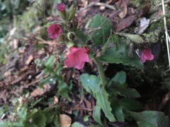 Pulmonaria rubra