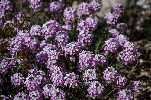 Lebanon stonecress (Aethionema coridifolium)