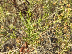 Xylothamia diffusa