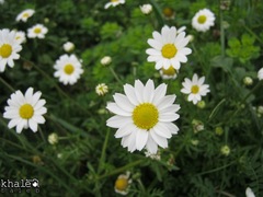 Anthemis chia