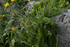 Hyoseris radiata