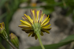 Hyoseris radiata
