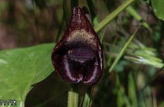 Aristolochia scabridula