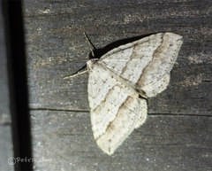 Perizoma parallelolineatum