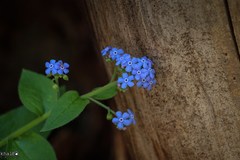 Brunnera orientalis