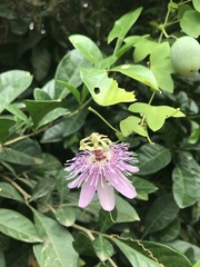Passiflora sprucei