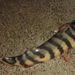 Goliath Catfishes - Photo (c) Pedro Ferreira Bisneto, some rights reserved (CC BY-NC), uploaded by Pedro Ferreira Bisneto
