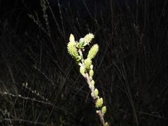 Salix repens argentea