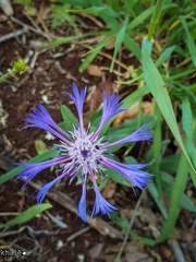 Centaurea axillaris
