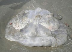 Rhopilema nomadica