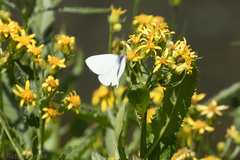 Pieris marginalis