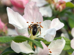 Andrena dorsata