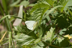 Pieris marginalis
