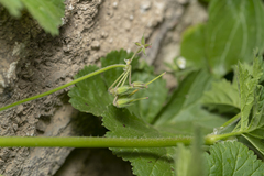 Erodium chium