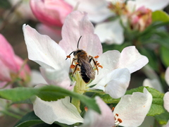 Andrena dorsata