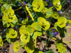 Euphorbia macroclada