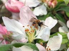 Andrena dorsata