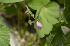 Erodium chium