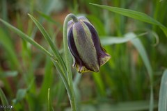 Fritillaria acmopetala