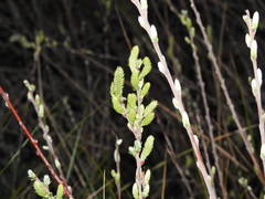 Salix repens argentea