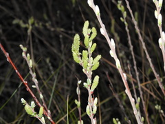 Salix repens argentea